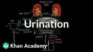 Urination  Renal system physiology  NCLEXRN  Khan Academy [upl. by Timmie]