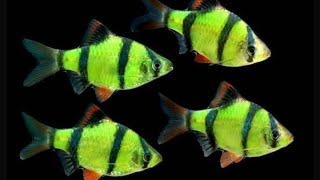 Glow Green Tiger Barb  Flourosent green tigerbarb fish  tigerbarb aquariumfish fish ahmedabad [upl. by Prisilla729]