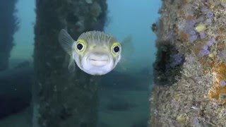 The best of Busselton Jetty [upl. by Cassaundra671]