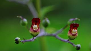 개현삼 Grays figwort [upl. by Nyrmak]