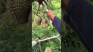 Harvesting Durian Fruit  Green Farm 136 Harvesting fruit satisfying harvestdurian [upl. by Eilyw]