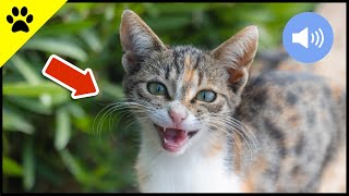 😺 Katzen Miauen  Teste wie deine Katze oder dein Hund reagiert  Sound Effect [upl. by Masuh]