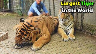 The Biggest Tiger in the World [upl. by Pheni]