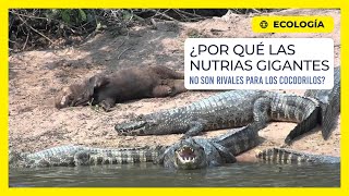 ¿Por qué las nutrias gigantes no son rivales para los cocodrilos [upl. by Eniwtna]