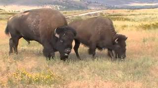 Bison sounds closeup in Montana [upl. by Aztilem691]