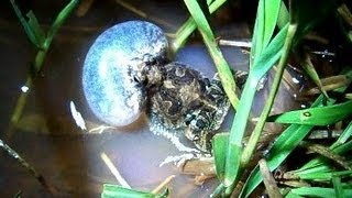 Pereréca Inchando e Cantando Physalaemus marmoratus [upl. by Akiwak]