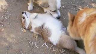 Icelandic Sheepdog Puppies [upl. by Lissi]