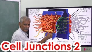 9Zoology  Tissue level Organisation  Cell Junctions 2 [upl. by Madian]