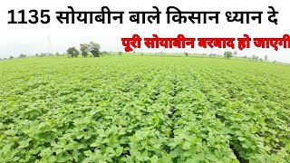 सोयाबीन में एक गलती भारी पड़ जाएगी1135 Soybean [upl. by Reehsab]