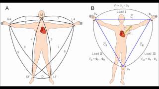 Basic ECG Lecture [upl. by Skardol983]