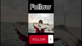 Your striped bass if you stripedbass fishing [upl. by Hiroshi]