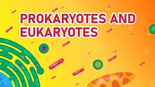 Prokaryotic vs Eukaryotic Cells  Differences Animated [upl. by Xenophon99]