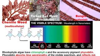 Macroalgae Characteristics Classification Phyla Rhodophyta amp Phaeophyta [upl. by Haelem291]