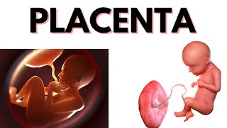 PLACENTA during Pregnancy Everything You Need to Know [upl. by Alejoa]