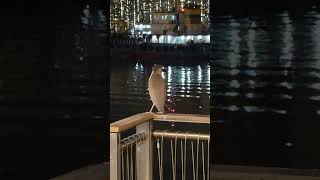 Blackcrowned night heron watching the sea Vertical [upl. by Delmore670]