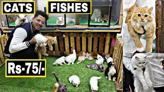 Pet market in Hyderabad  Rs75 😱🔥 Himalayan Cat Persian cat  Fishes  MushiTube lifestyle [upl. by Asirrom]