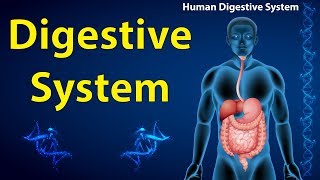 Human Digestive System in Hindi  Narendra Sir IITB 2003 AIR 445 Purdue Univ USA [upl. by Vita]