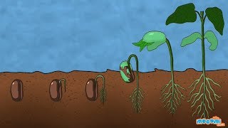 What is Germination of Seed  Plant Science for Kids  Educational Videos by Mocomi [upl. by Eitsud951]