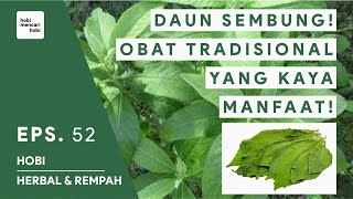 MANFAAT DAUN SEMBUNG UNTUK KESEHATAN  HERBAL REMPAH INDONESIA 52 [upl. by Ellerahs]