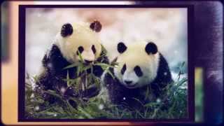 Panda facts for kids  giant  bear  fun facts about Pandas best top [upl. by Dale921]