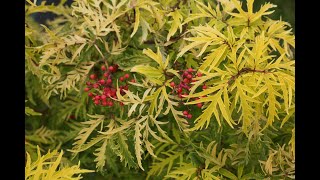 Proven Winners Lemony Lace Sambucus [upl. by Husch]