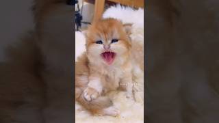 Cute💕😻 meow cute kitten cat [upl. by Peers]