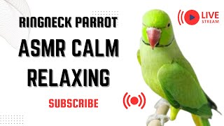 Peaceful Morning Chirps from a Calm Ringneck Parrot – Calming ASMR [upl. by Koy]