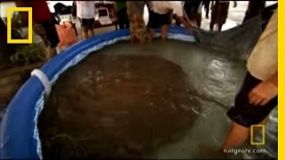 Worlds Largest Stingray  National Geographic [upl. by Wester]