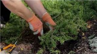 Garden Tips  How to Transplant Phlox Flowers [upl. by Fatimah]