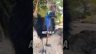 Cassowary  The Deadliest Bird In The World [upl. by Onder]