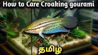 How to Care Croaking gourami  Tamil [upl. by Etteval]