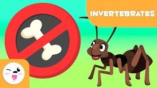 Invertebrate animals for kids  Introduction [upl. by Anrim]