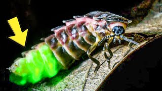 How Glow Worms Use Light To Lure Their Prey [upl. by Latreshia]