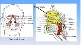 14 Respiratory System Anatomy Intro Dr Ahmed Kamal [upl. by Neron]