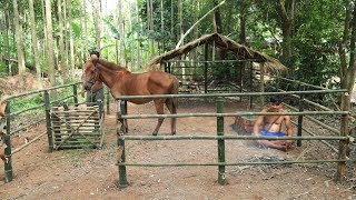 Build Hut for horse  House horse [upl. by Etty]