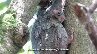 Wild BABY COLUGOFLYING LEMUR with Mummy Singapore [upl. by Iidnarb18]