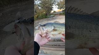 Chilly Fall Bass Blowup💥 fishing shorts edit fish bass nature vibes youtube fun gopro [upl. by Drexler353]