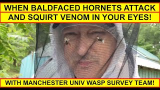 BALDFACED HORNETS ATTACK SPRAY VENOM IN OUR EYES REMOVING DANGEROUS WASP NEST IN TALL GRASS [upl. by Eirojam]