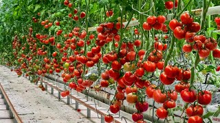 How are tomatoes grown and harvested in a huge greenhouse How does it work [upl. by Aynom]