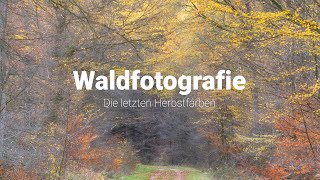 Waldfotografie Die letzten Herbstfarben [upl. by Osi]