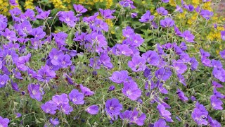 Geranium cranesbill Rozanne  FarmerGracycouk [upl. by Violetta]