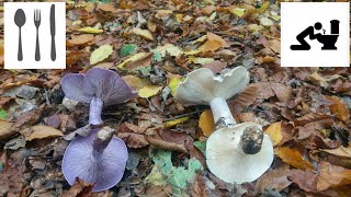 Porównanie Gąsówka fioletowawa Lepista nuda vs Lejkówka szarawa Clitocybe nebularis [upl. by Labors236]