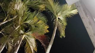 Looking At Areca Palms  Dypsis lutescens From A Different Perspective [upl. by Canty548]