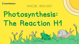 Photosynthesis The Reaction H1  GCSE Biology amp IGCSE Biology Revision [upl. by Ayhdnas]