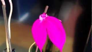 Masdevallia Coccinea Orchid Cuture and care [upl. by Hut]