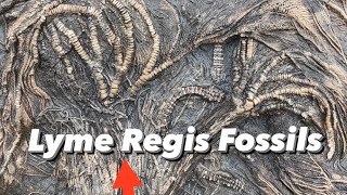 Jurassic Coast Colossal Crinoid Fossil [upl. by Yoccm188]