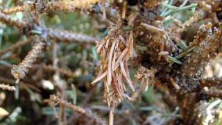 Bagworm Control  UNL Extension in Lancaster County [upl. by Uase]