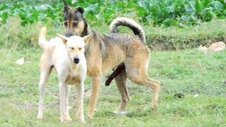 Cambo Rural DogsTibetan Mastiff Vs ChowChow [upl. by Nileuqay598]