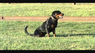 Rottweiler Schutzhund Training [upl. by Lionello678]