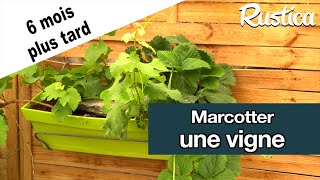 Marcotter une vigne dans une jardinière  le résultat 6 mois plus tard [upl. by Season]